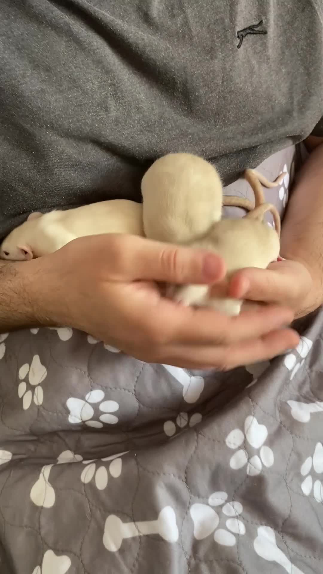 Rat rodents for sale: Super tame Dumbo Siamese Rats Looking For ❤️ Homes - Video 1