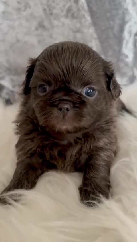 Shih Tzu dogs for sale: KC Health Tested Smoke Male & Female Unique - Video 1