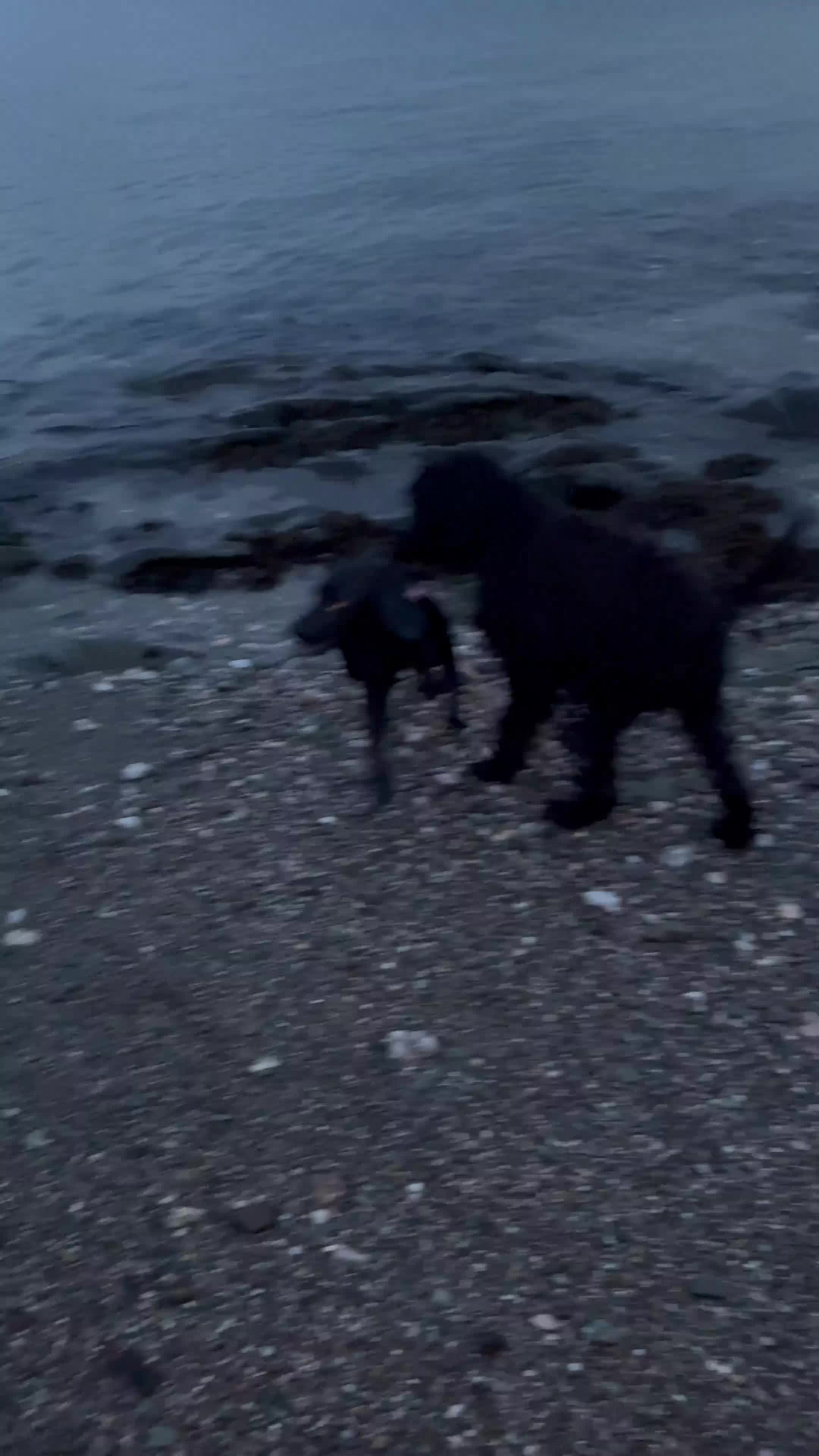 Goldendoodle dogs for sale: Golden doodle  - Video 1