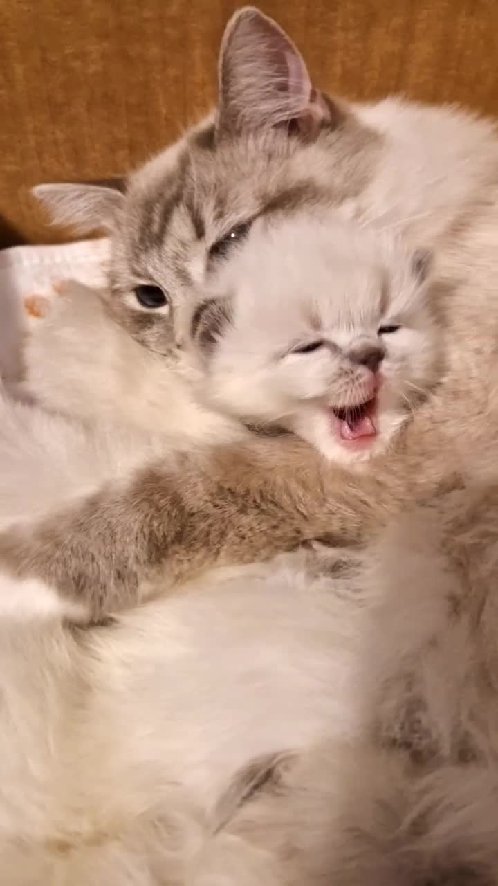 Ragdoll cats for sale: Pure beautiful Ragdoll Kittens  - Video 1