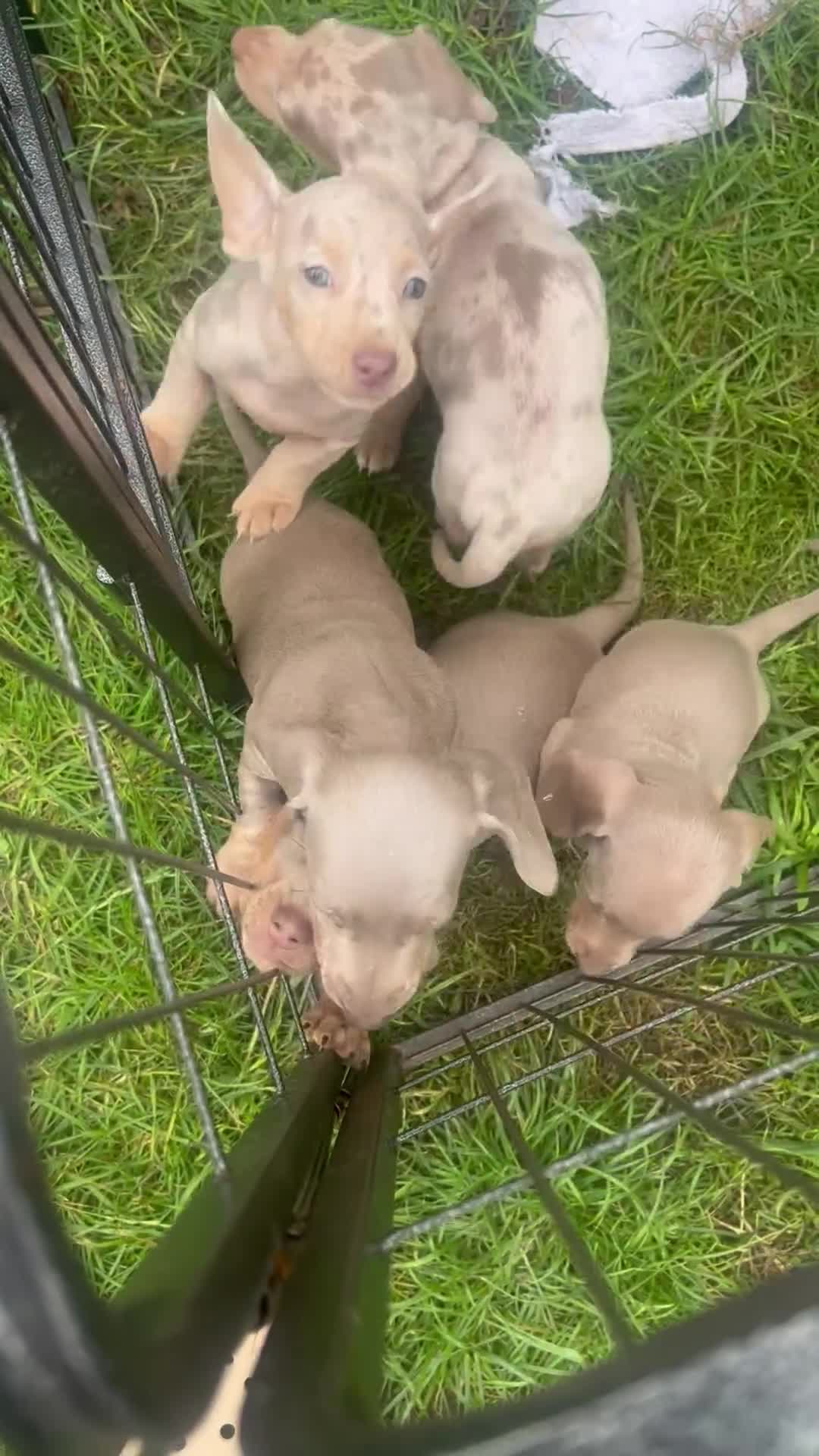 Dachshund dogs for sale: Miniature dachshund  - Video 3