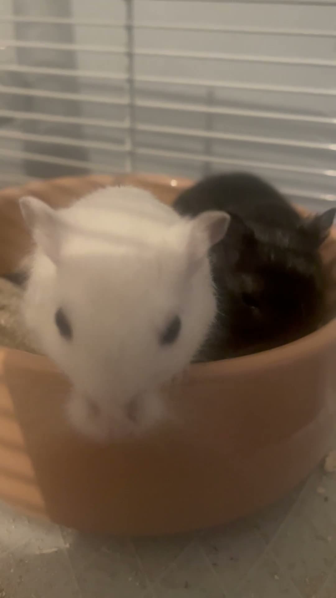 Gerbil rodents for sale: 2 female gerbils  in Kettering - Video 1