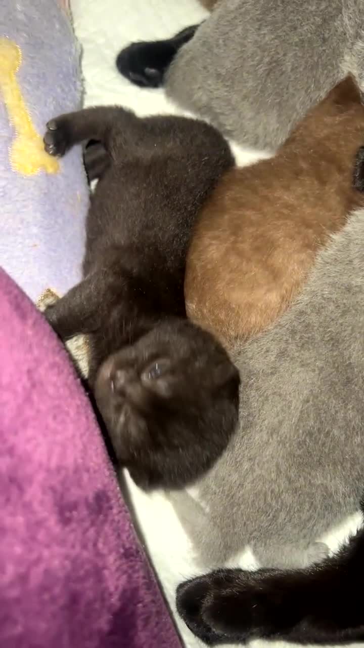 British Shorthair cats for sale: British short hair kittens - Video 4