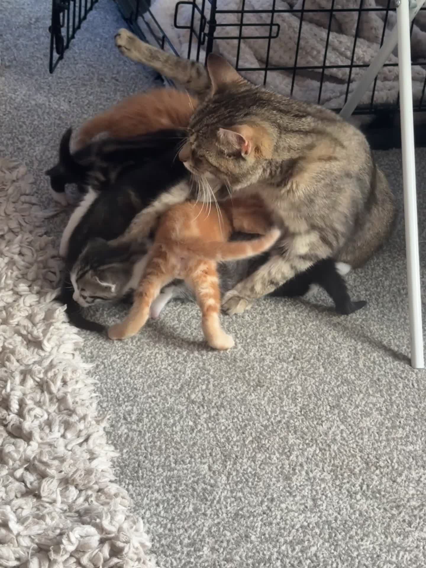 Mixed Breed cats for sale: 8 stunning kittens  - Video 1