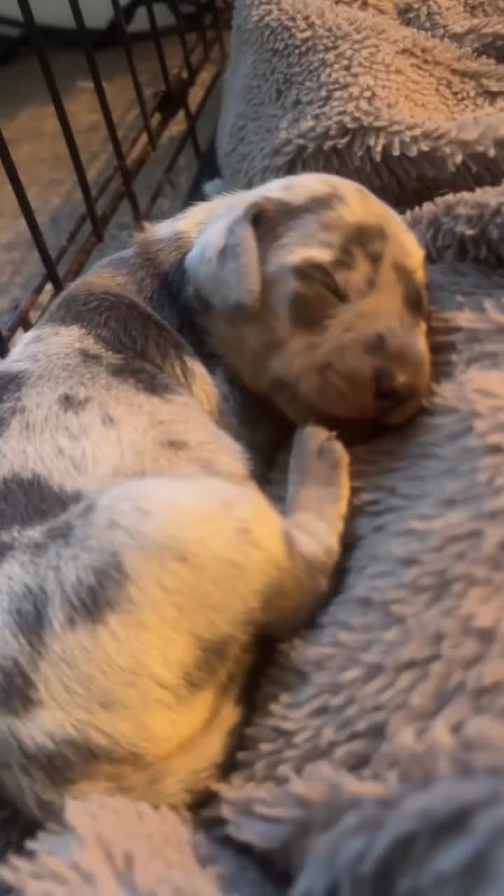 Dachshund dogs for sale: Stunning dapple girl dachshund standard in Haverfordwest - Video 1