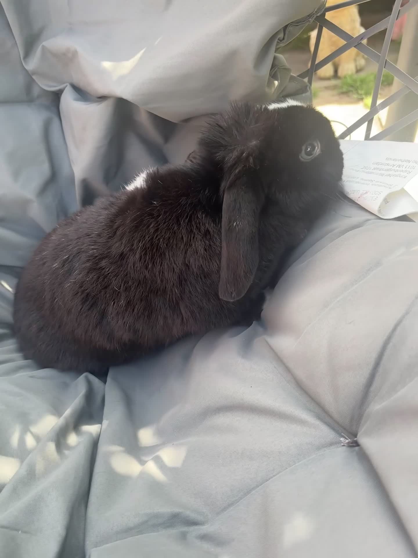 Mini Lop rabbits for sale: Adult mini lops for 5⭐️🏡 - Video 2