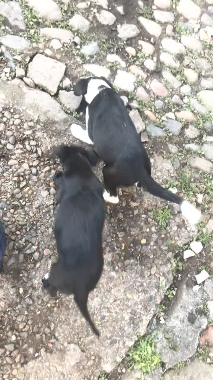 Mixed Breed dogs for sale: 2 female puppies for sale  - Video 1