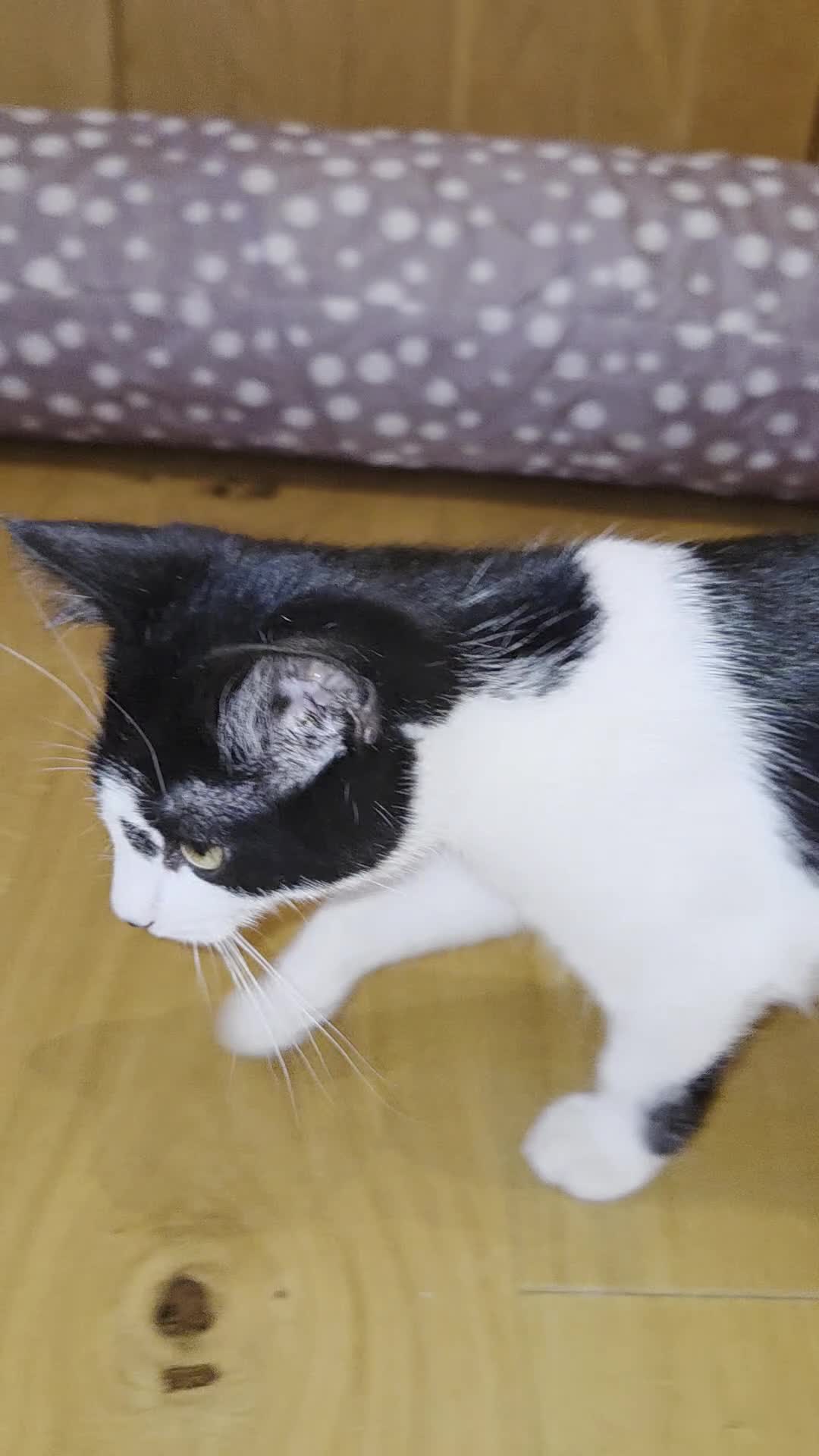 Domestic Shorthair cats for sale: Dynamic Duo Looking for an Outdoor Adventure! in Hook - Video 4