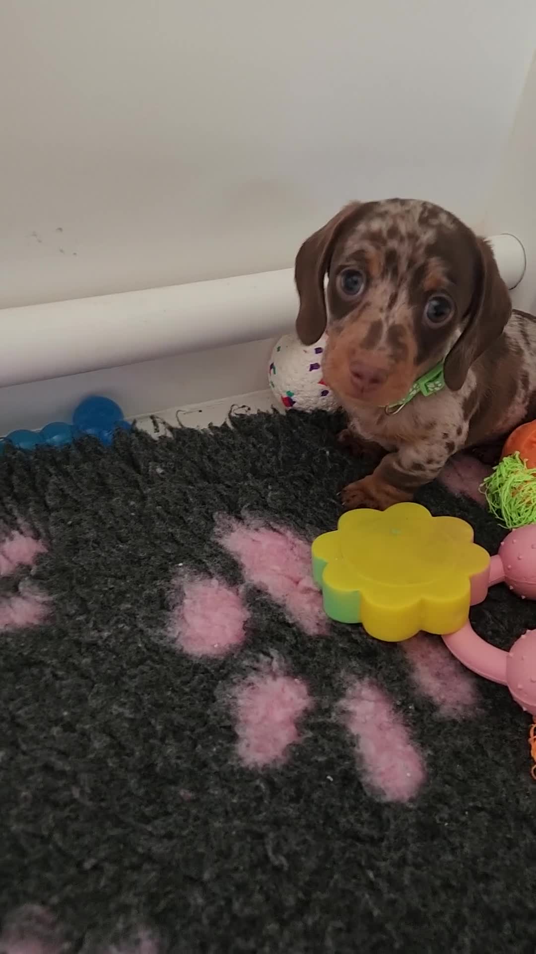 Miniature Dachshund dogs for sale: 🩷2 BABIES LEFT🐶READY TODAY🐶HAD 1ST/2ND JAB🩵 in Chorley - Video 2