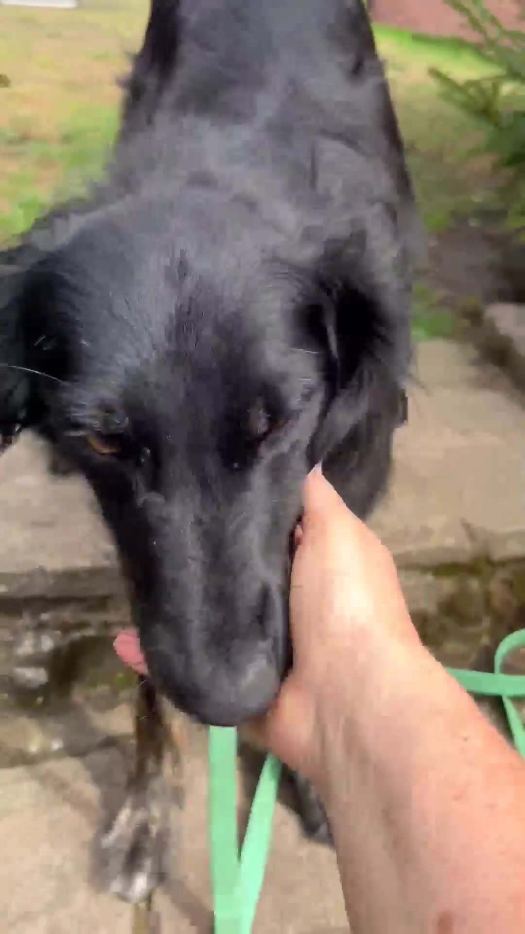 Mixed Breed dogs for adoption: Ruby – Gentle, Silly, Escape-Artist Extraordinaire - Video 2