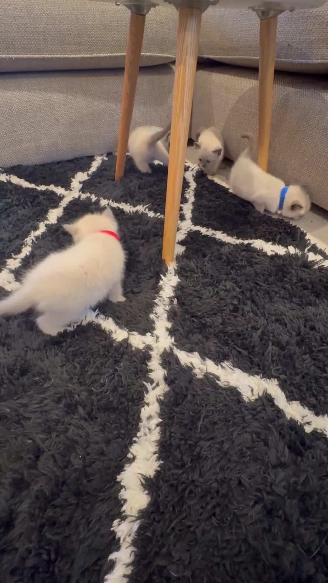 Ragdoll cats for sale: 4 beautiful pure ragdoll kittens  - Video 1