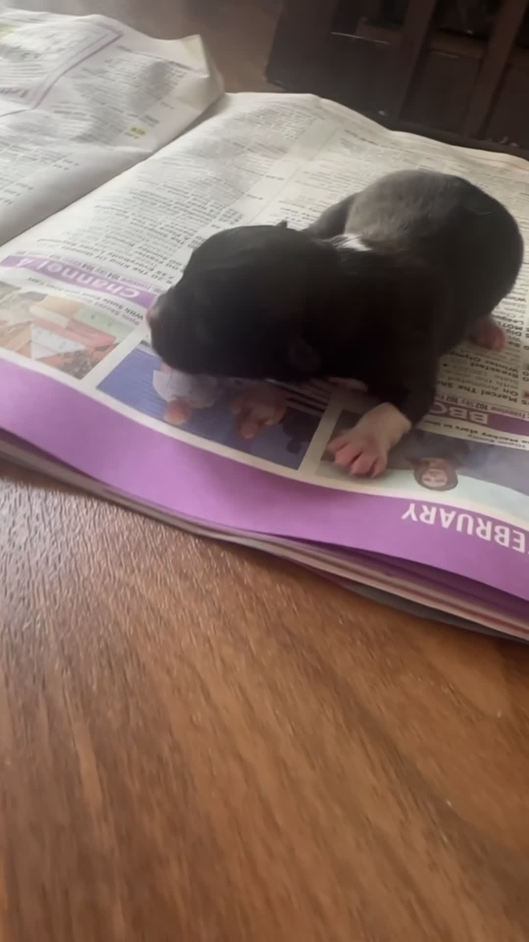 Pomeranian dogs for sale: Two beautiful pom puppies  - Video 3