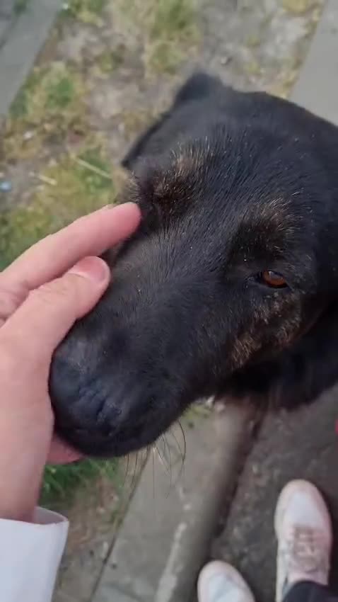 Mixed Breed dogs for adoption: Please don’t pass Diesel ❤️  - Video 2