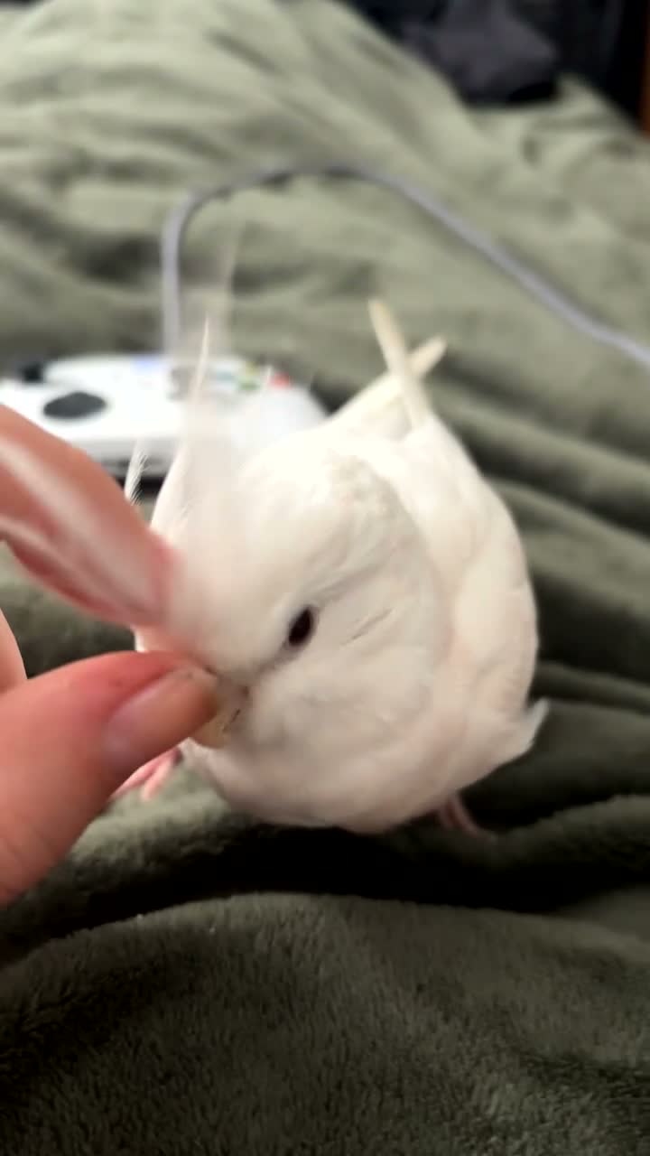 Cockatiels birds for sale: Albino Cockatiel Female in Fareham - Video 1
