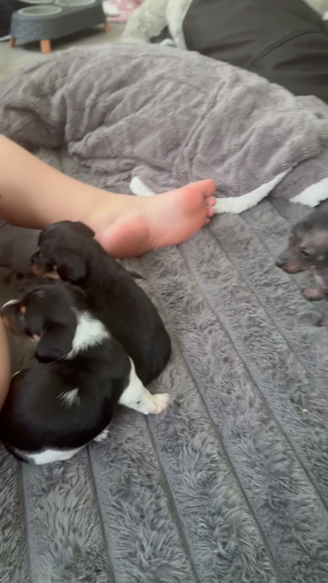Mixed Breed dogs for sale:  Chinese crested  cross dachshund puppies  - Video 3