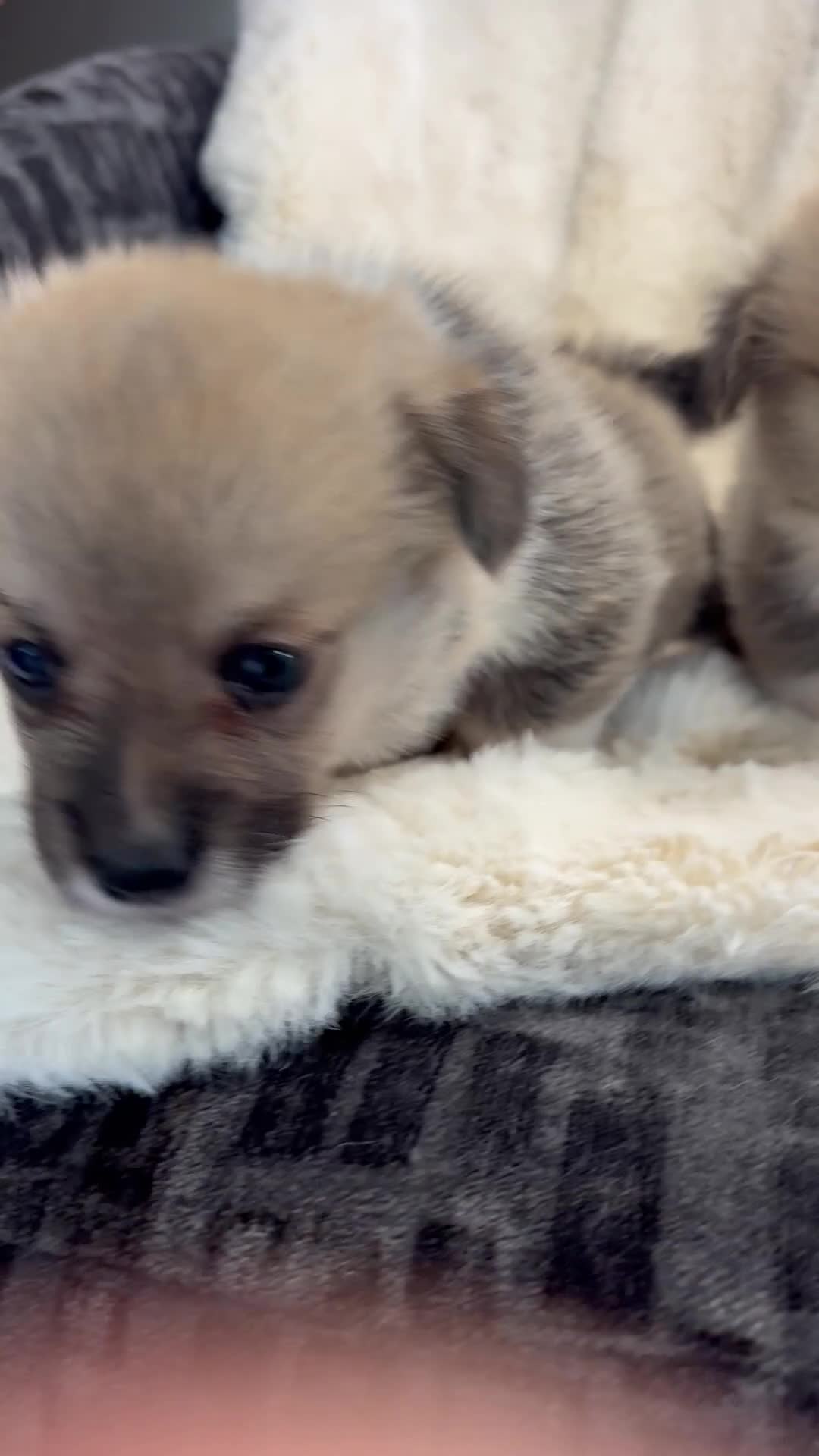 Welsh Corgi Pembroke dogs for sale: Top quality corgis  - Video 2