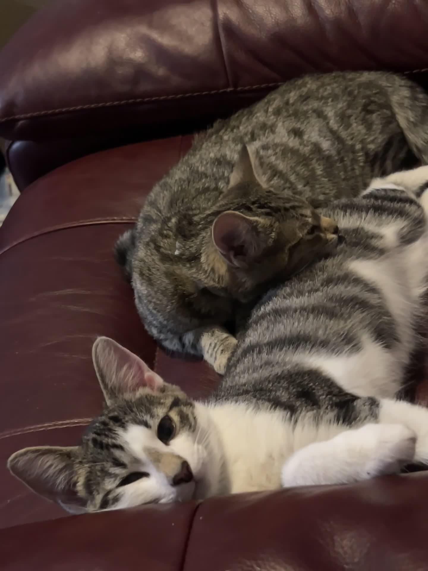 Domestic Shorthair cats for sale: Girl and a boy  - Video 3