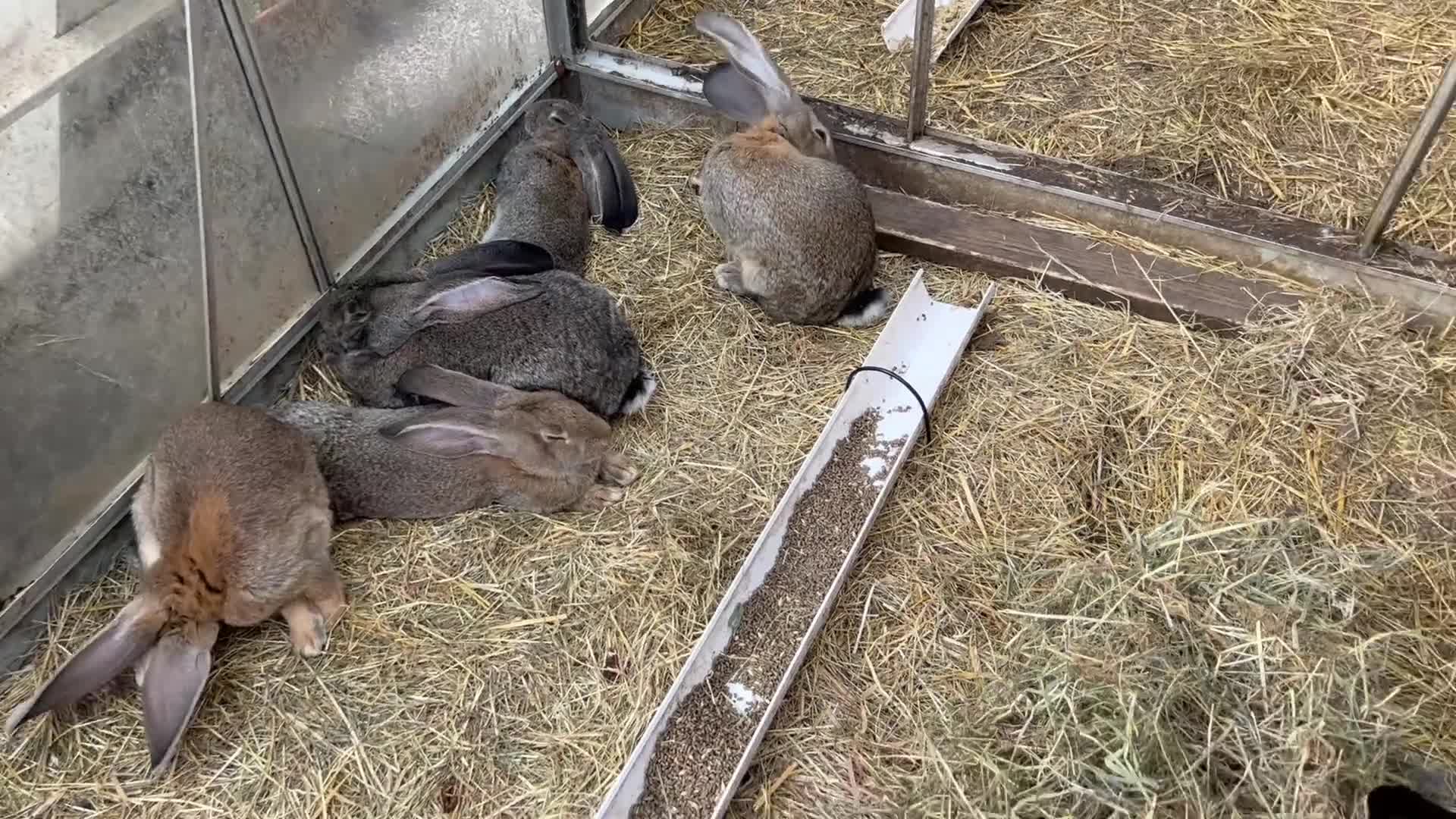 Continental Giant rabbits for sale: Giant continental  - Video 3