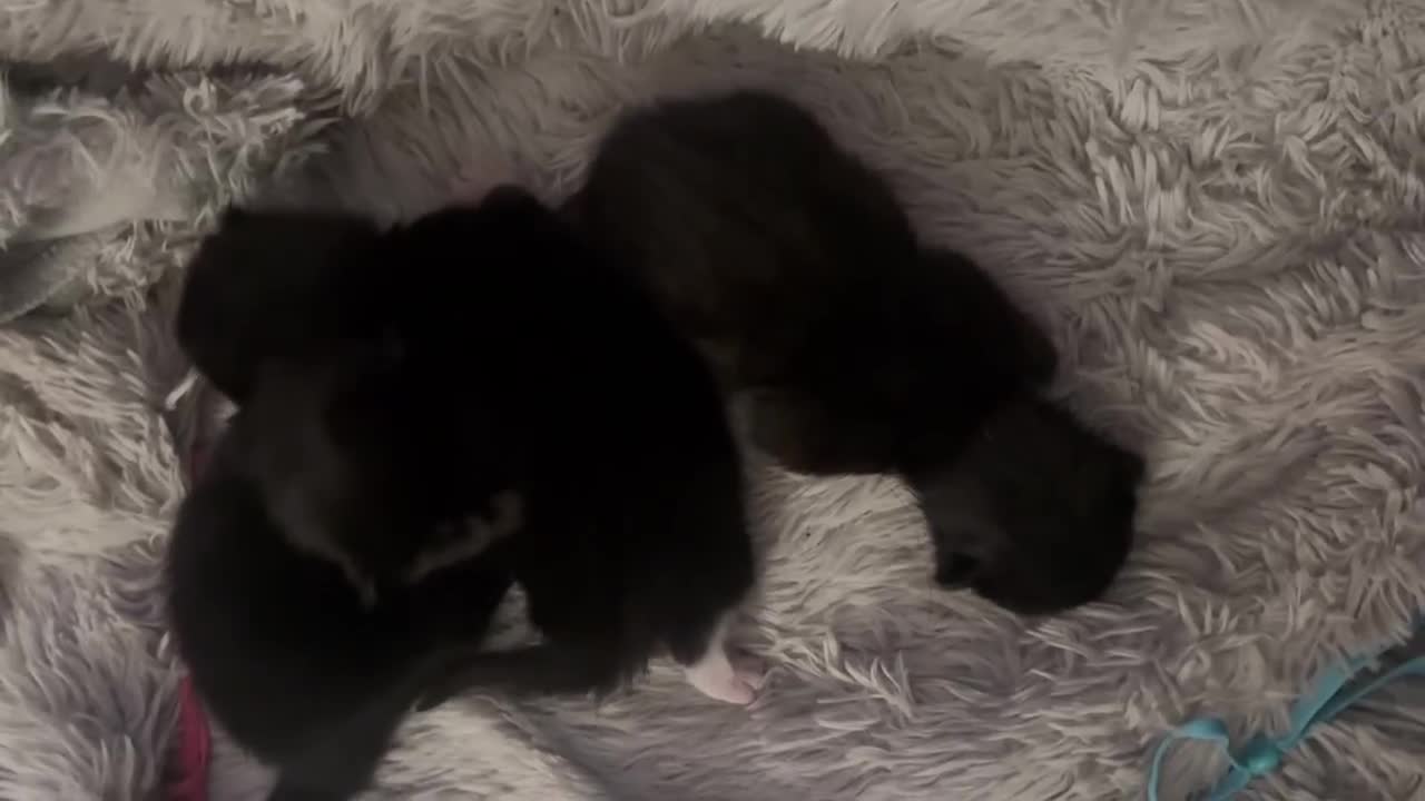 Mixed Breed cats for sale: Athena’s Babies  in Wirral - Video 2