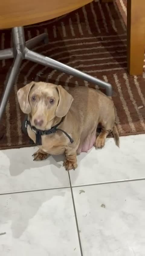 Miniature Dachshund dogs for sale: CHAMP🏆 MINI DACHSHUNDS 🇩🇪 Wir lieben Dachshunde - Video 1