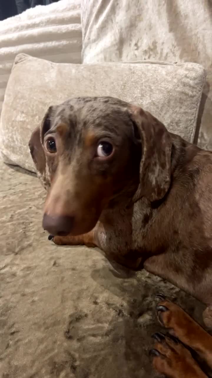 Dachshund dogs for sale: Male dachshund  - Video 1