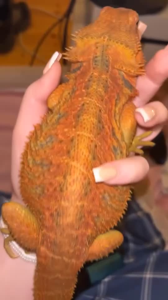 Bearded Dragon reptiles for sale: Red bearded dragon  in Wrexham - Video 1