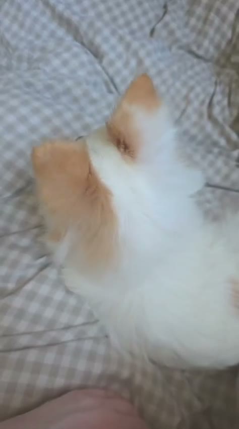 Mixed Breed dogs for sale: Beautiful Toy breed Very Affectionate - Video 2