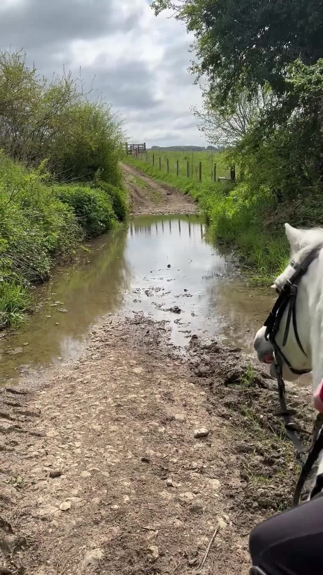 Welsh Section A horses for sale: 11.3 Welsh A Gelding  in Bristol - Video 5