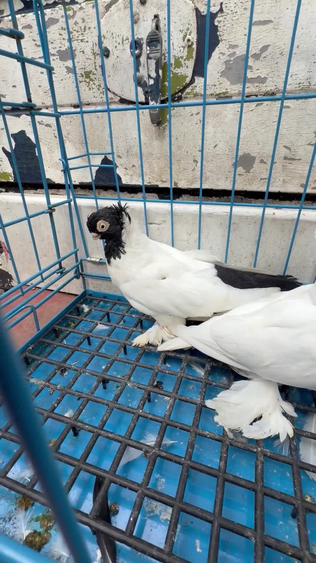 Pigeons birds for sale: Polish Pigeons for Sale in Birmingham - Video 1
