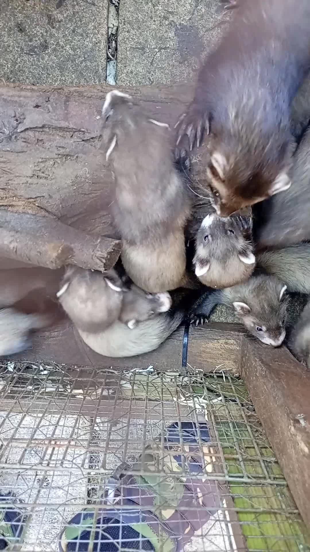 Ferret rodents for sale: Eu  black hybrids  - Video 1