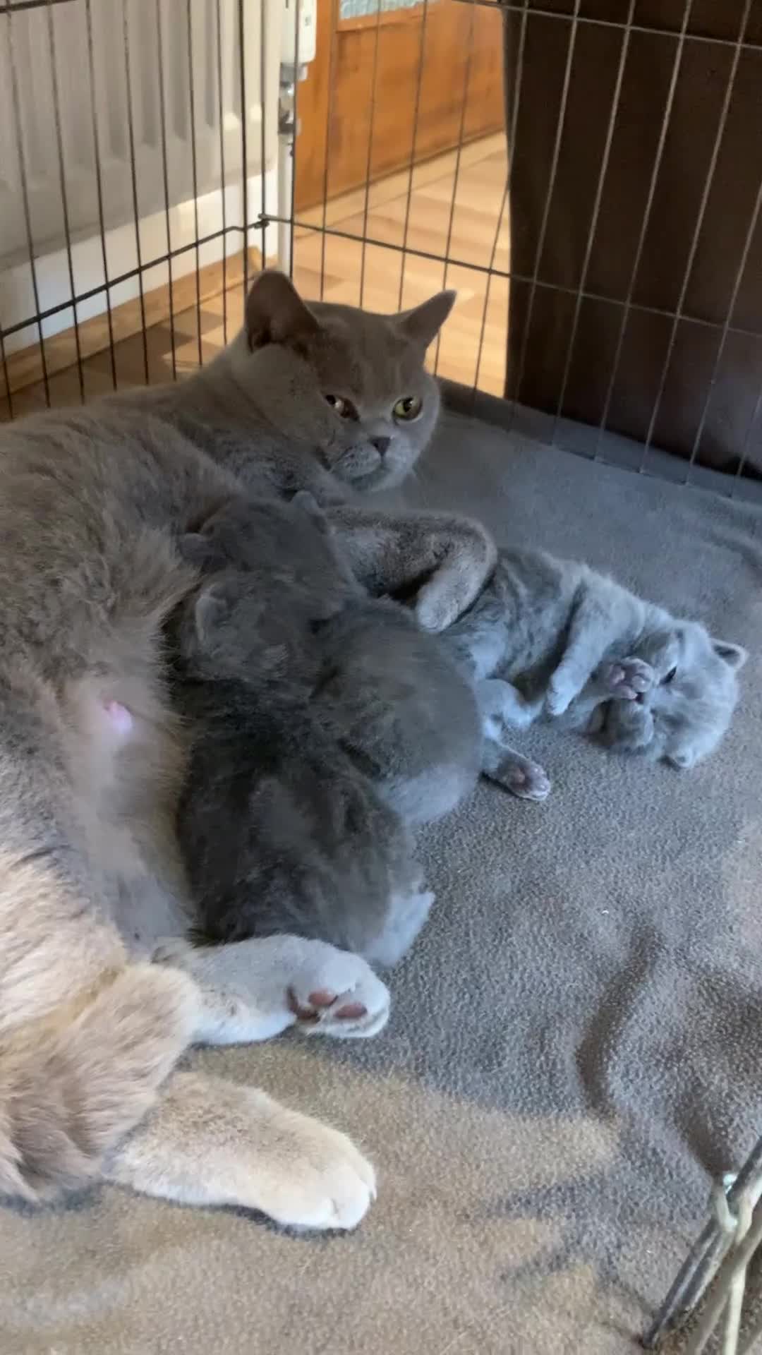 British Shorthair cats for sale: 1 Boy Left-GCCF Pedigr Pure Blue British Shorthair - Video 2