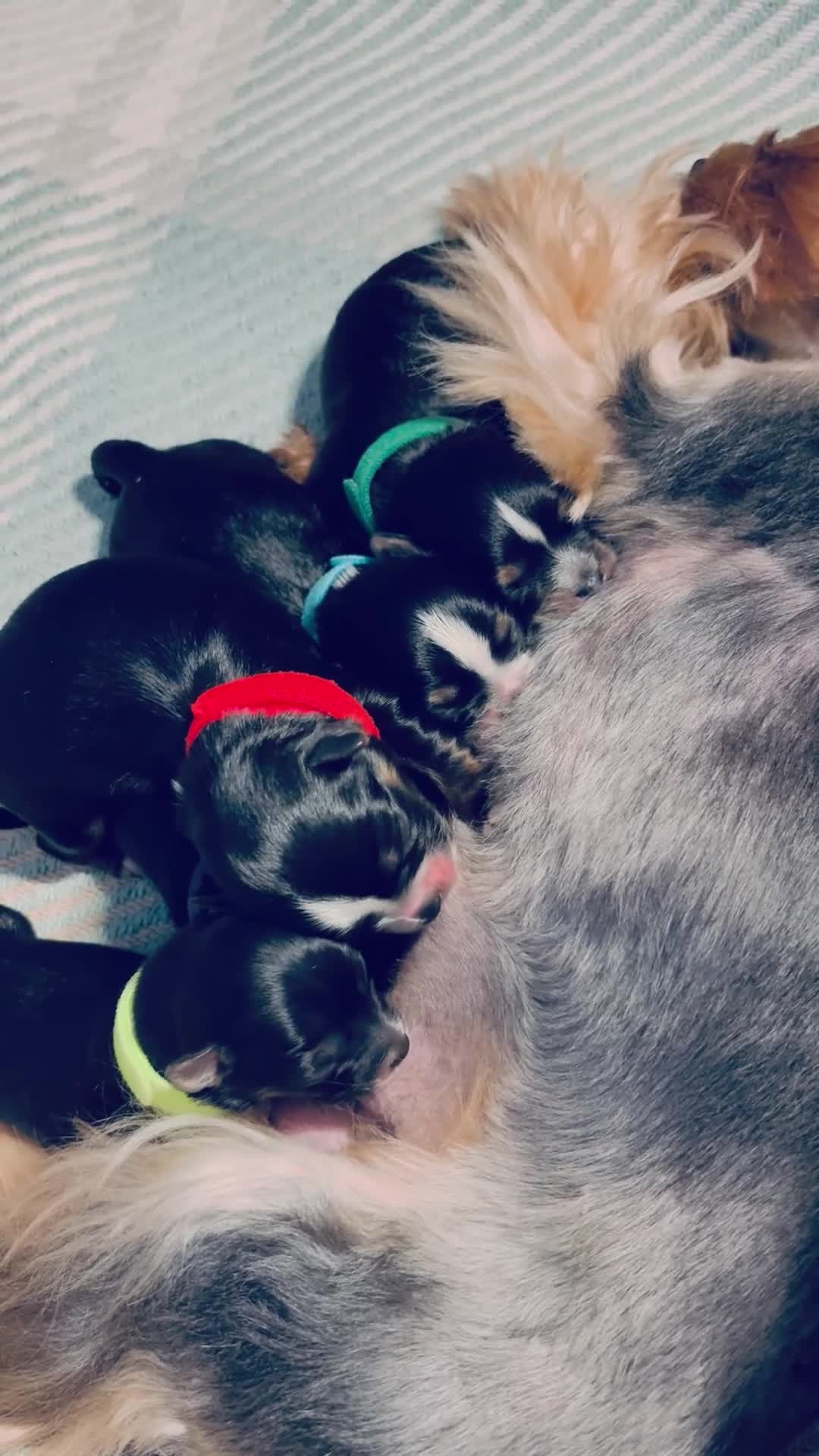 Yorkshire Terrier dogs for sale:  💎Last Elegant Girl Available 💎❤️ - Video 1