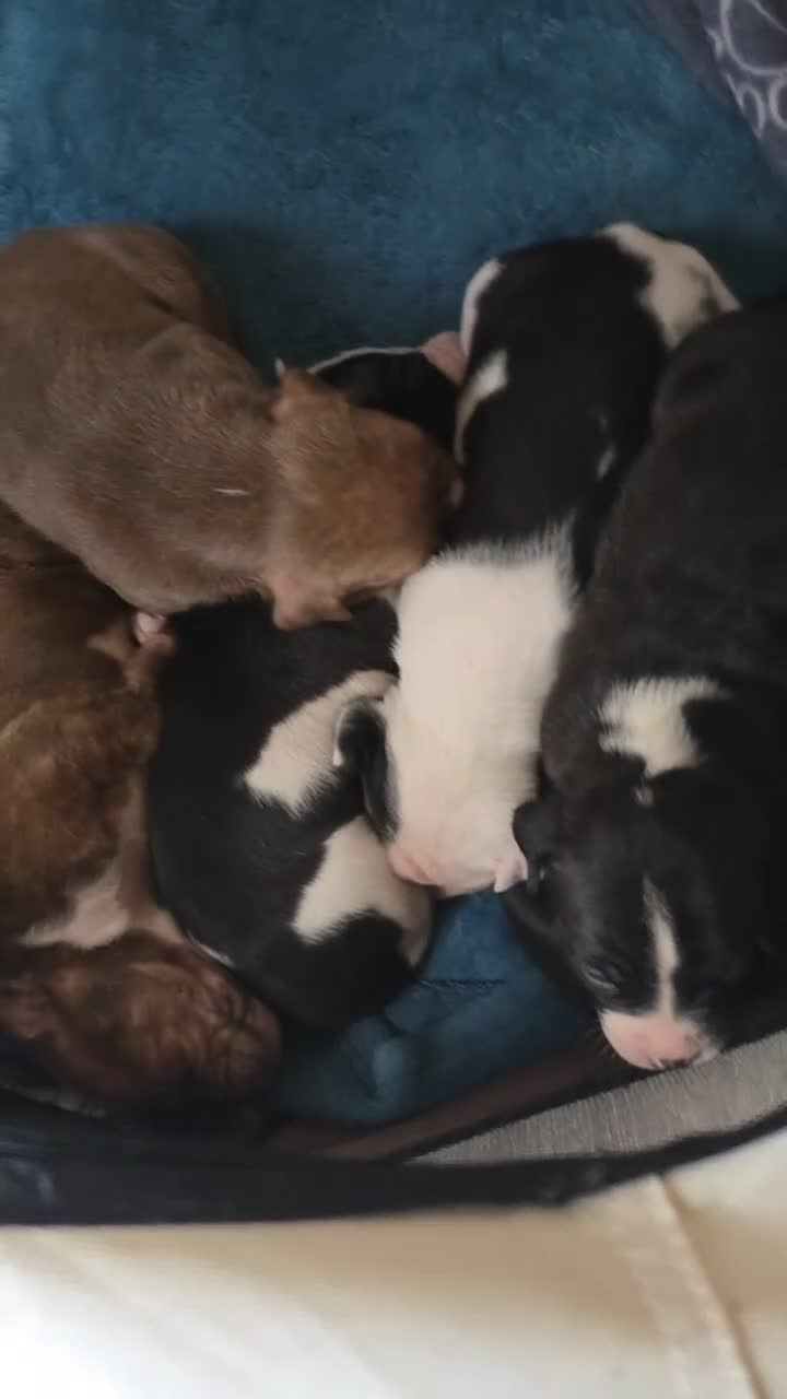 Mixed Breed dogs for sale:  Bully puppies  in Coventry - Video 2