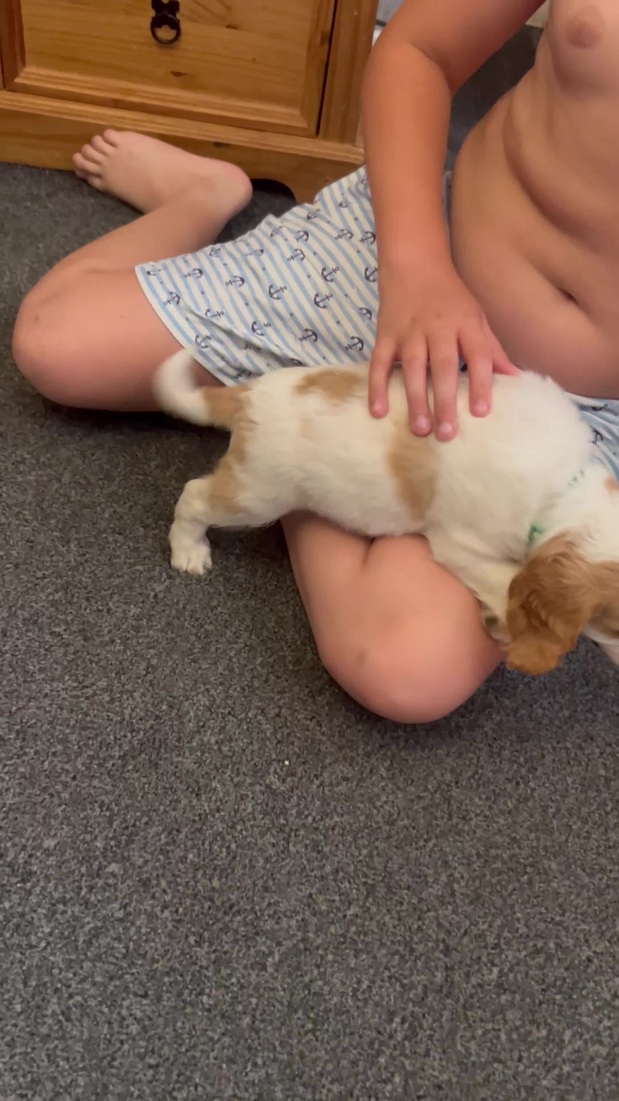 Cockapoo dogs for sale: 🐾 🐶 miniature f1 cockapoos ready now 🐶 🐾  - Video 1