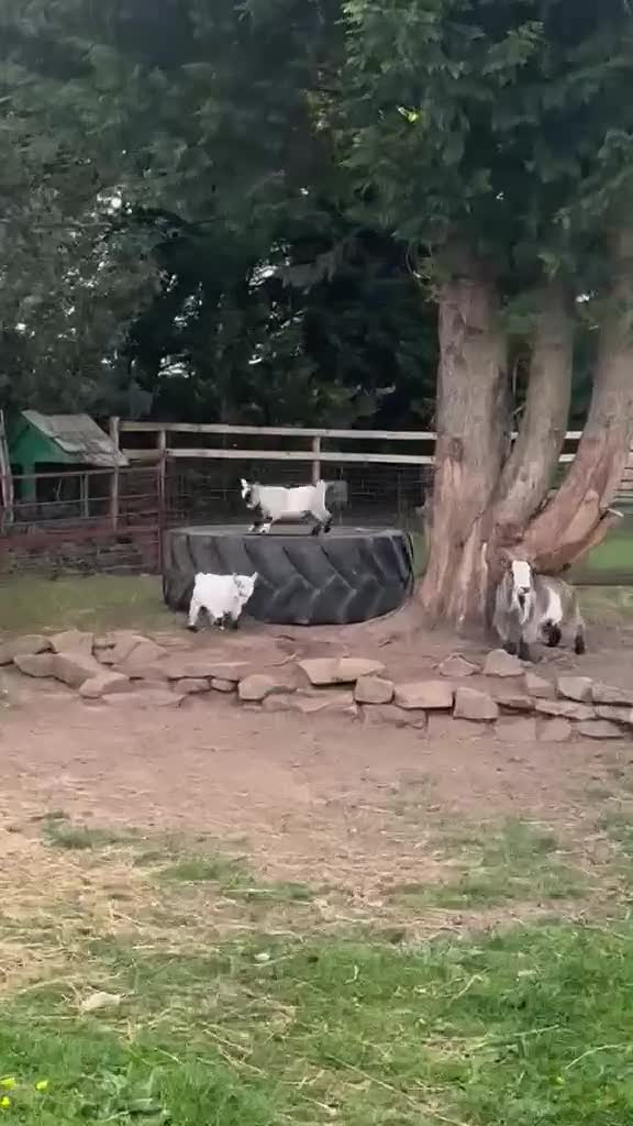 Goats livestock for sale: Pigmy goat twins - Video 1