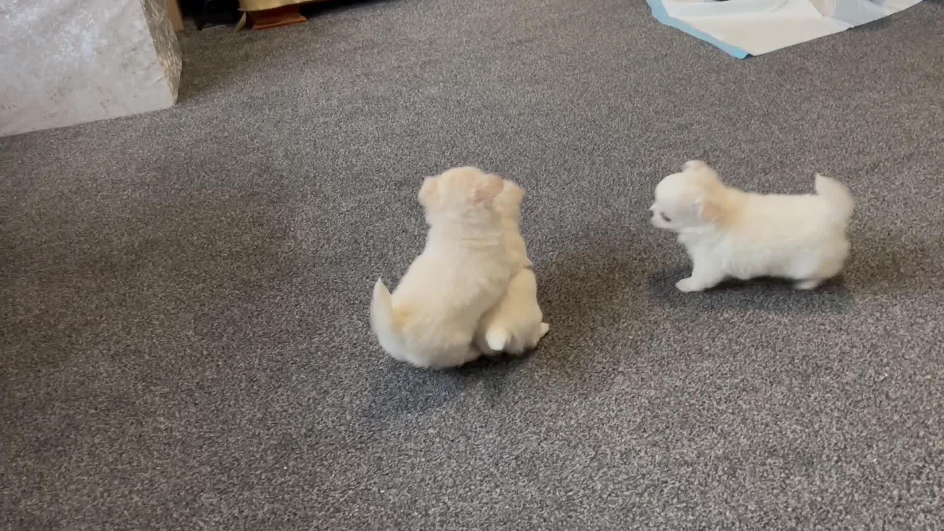 Chihuahua dogs for sale: White long coat Chihauhau Pups - Video 3