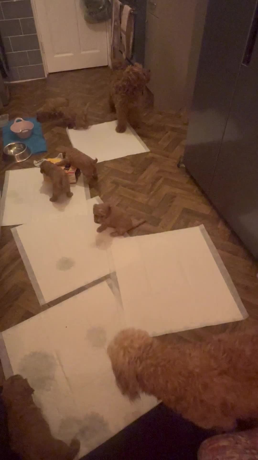 Cockapoo dogs for sale: Cockerpoo FB1 - Video 1