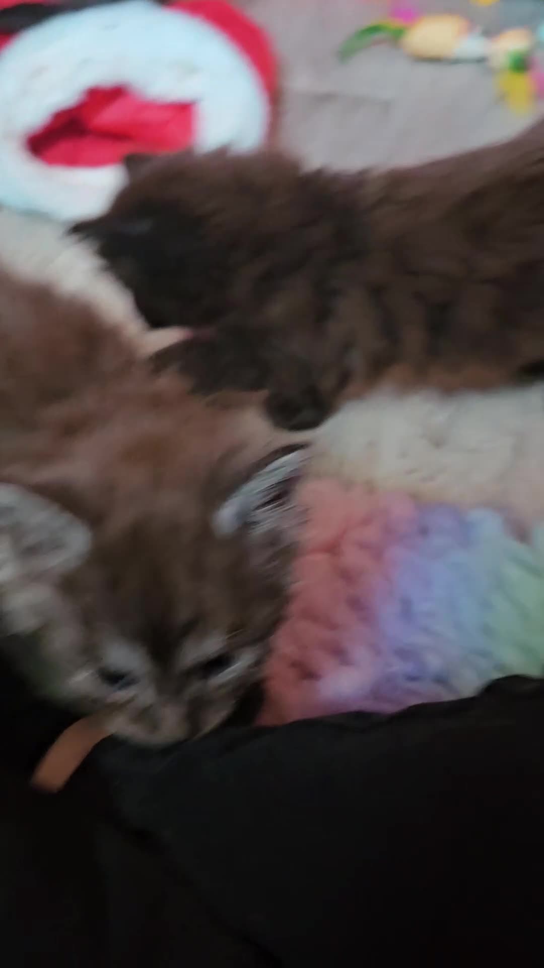 Ragcoon cats for sale: Fabulous mainecoon cross ragdoll - Video 1