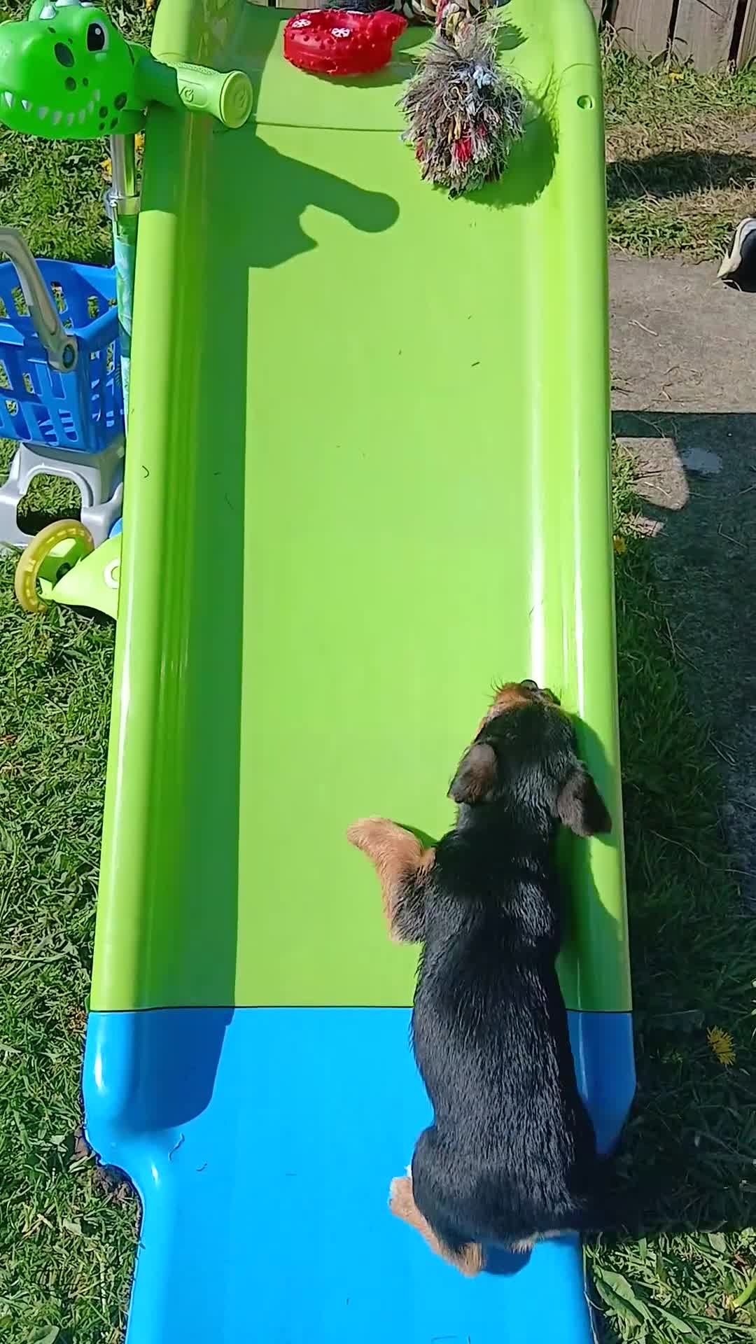 Mixed Breed dogs for sale: Cocker spaniel cross puppies - Video 2