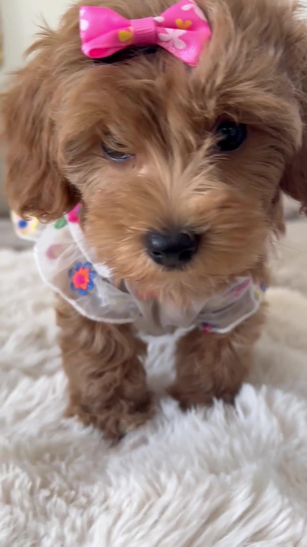 Maltipoo dogs for sale: **CHAMPION MALTIPOOS* HEALTH TESTED PARENTS** - Video 3