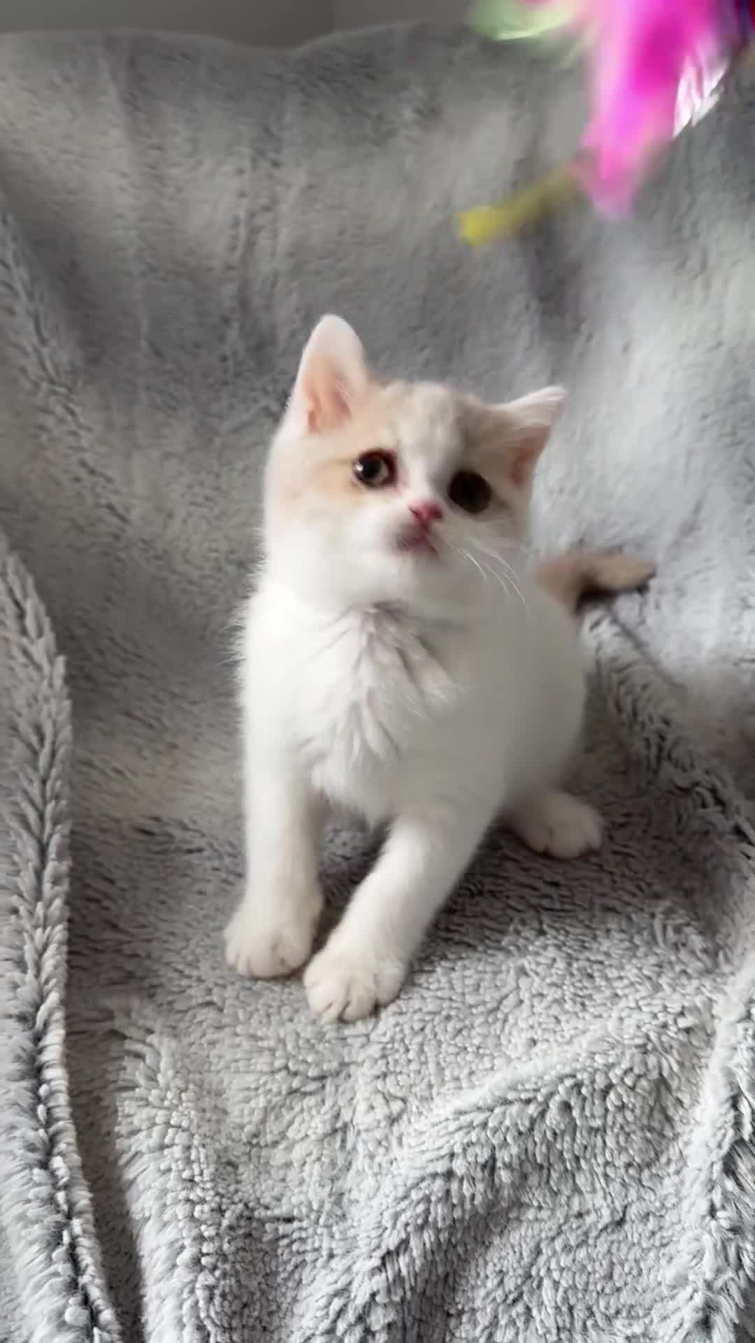 British Shorthair cats for sale: Pedigree BSH & BLH kittens  - Video 4
