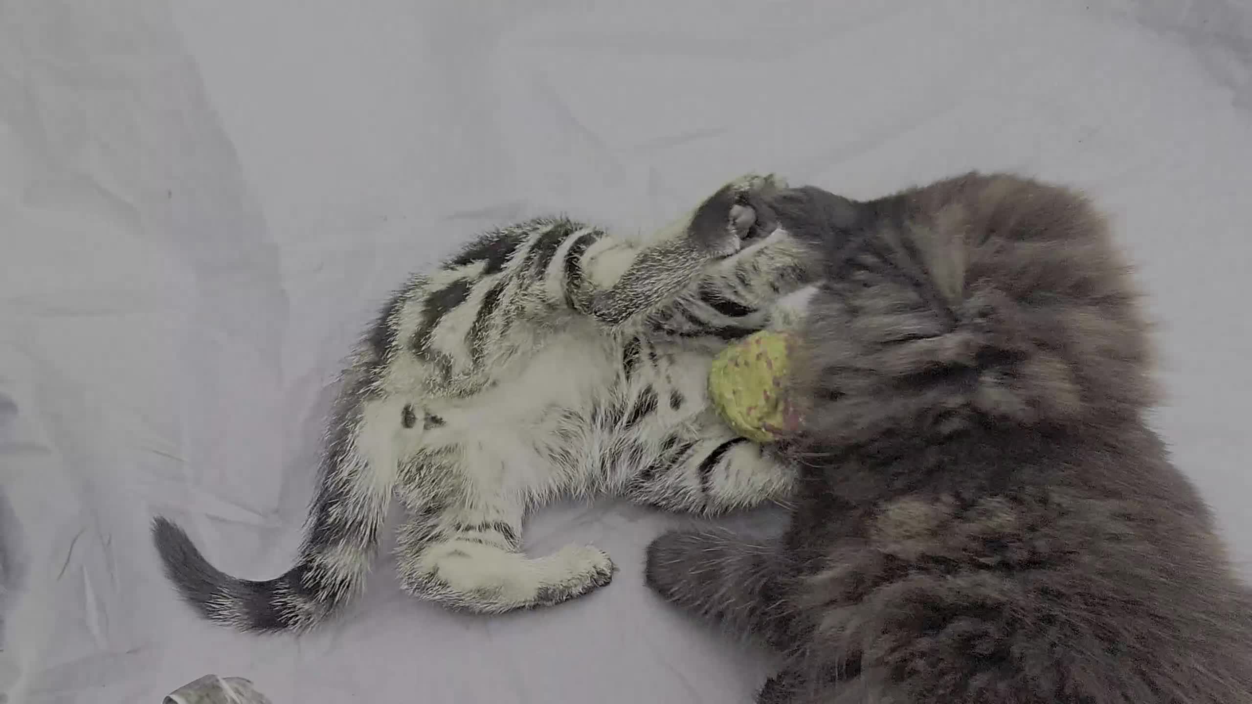 European cats for sale: Beautiful, friendly and playful kittens - Video 3