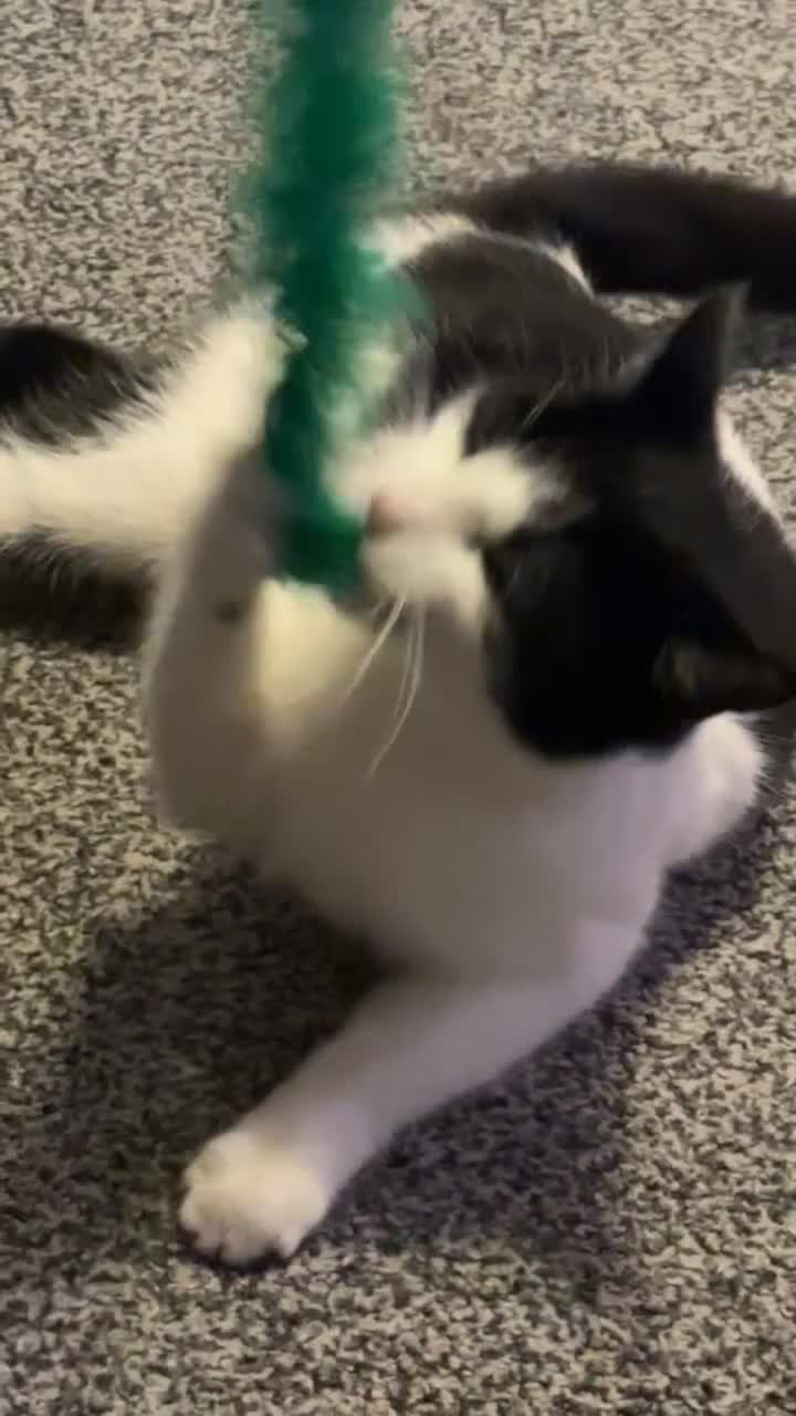 Mixed Breed cats for sale: Bingo - Video 1