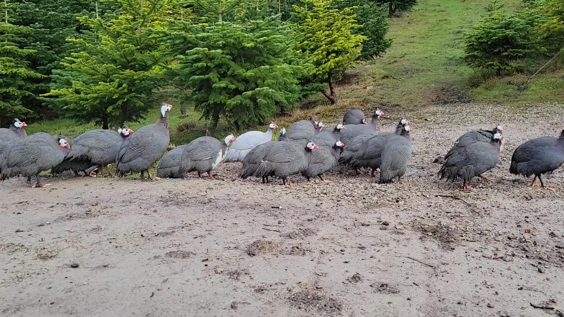 Guinea Fowl poultry for sale: Female Guinea Fowl for Sale! - Video 1