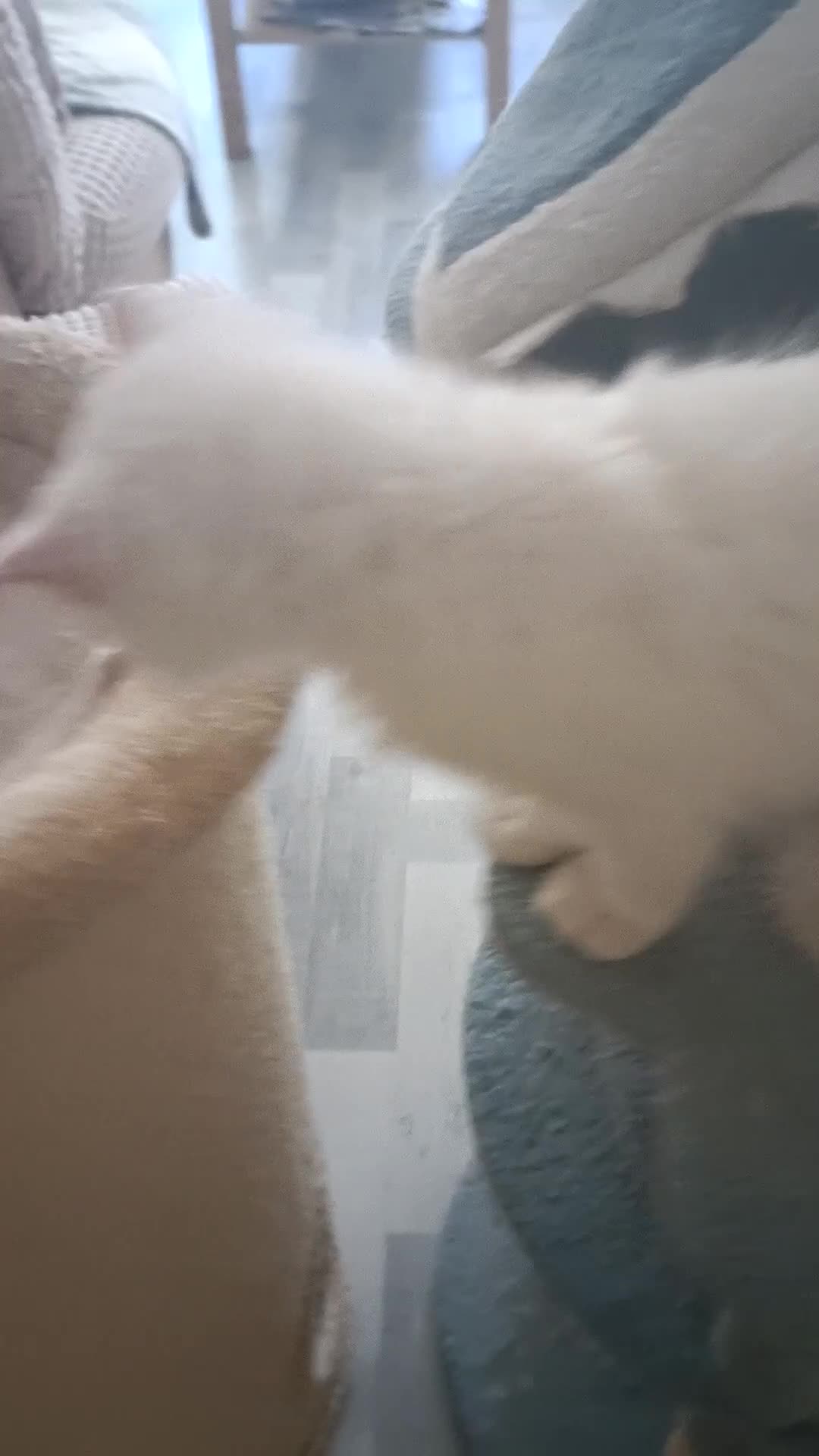 Ragdoll cats for sale: Ready now Rare active fawn point boy - Video 3