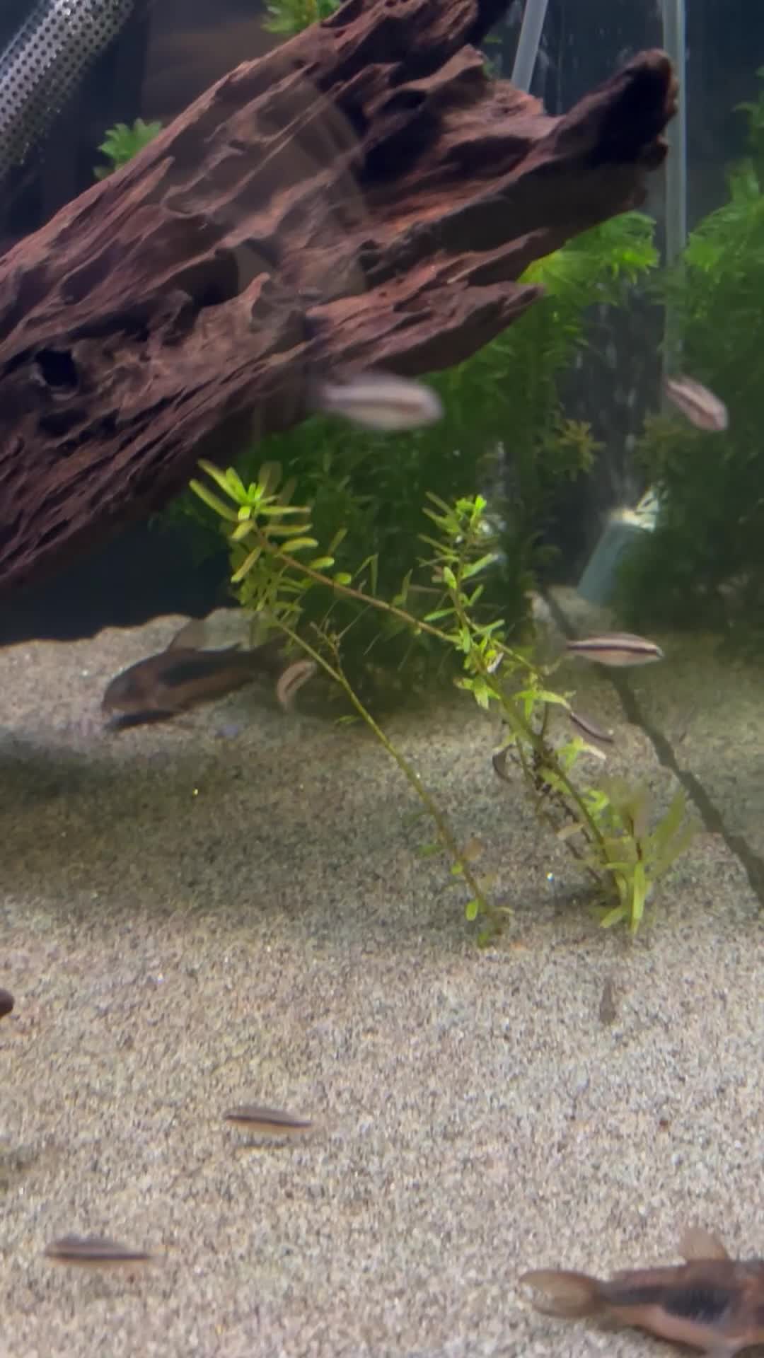 Cichlids fish for sale: Juvenile Rainbow Kribensis  - Video 2