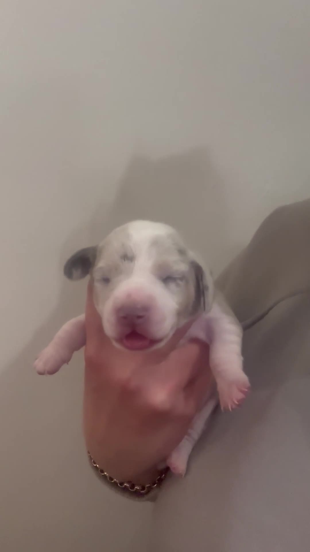 Dachshund dogs for sale: Miniature dashaund - Video 3