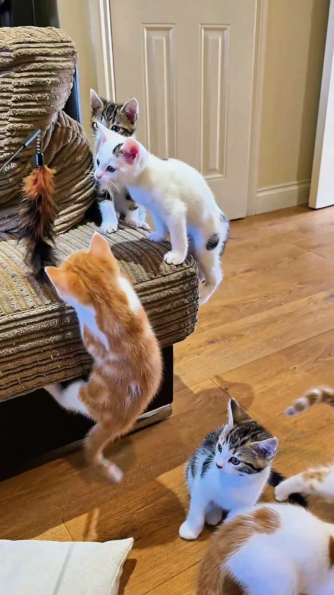 Mixed Breed cats for sale: 🐾 6 Adorable & Playful Kittens - 1 Girl & 5 Boys - Video 2