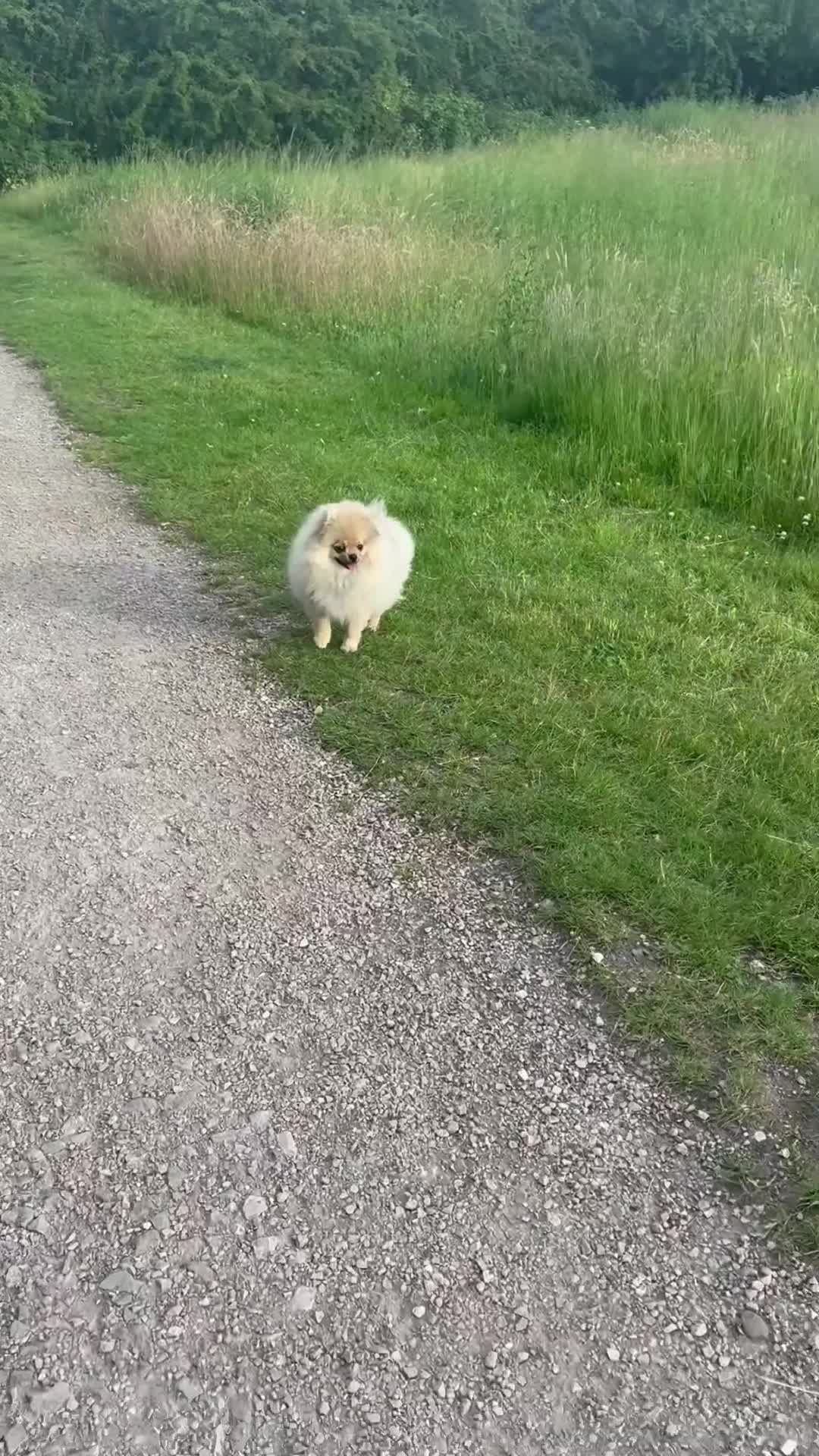 Pomeranian dogs for sale: Tiny Teddy Bear Face Cream Pomeranian Girl - Video 2