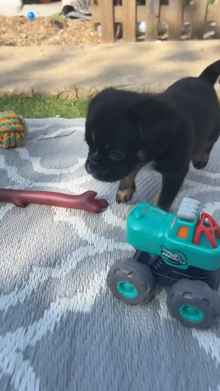Mixed Breed dogs for sale: Brussels griffon x French bulldog  - Video 1